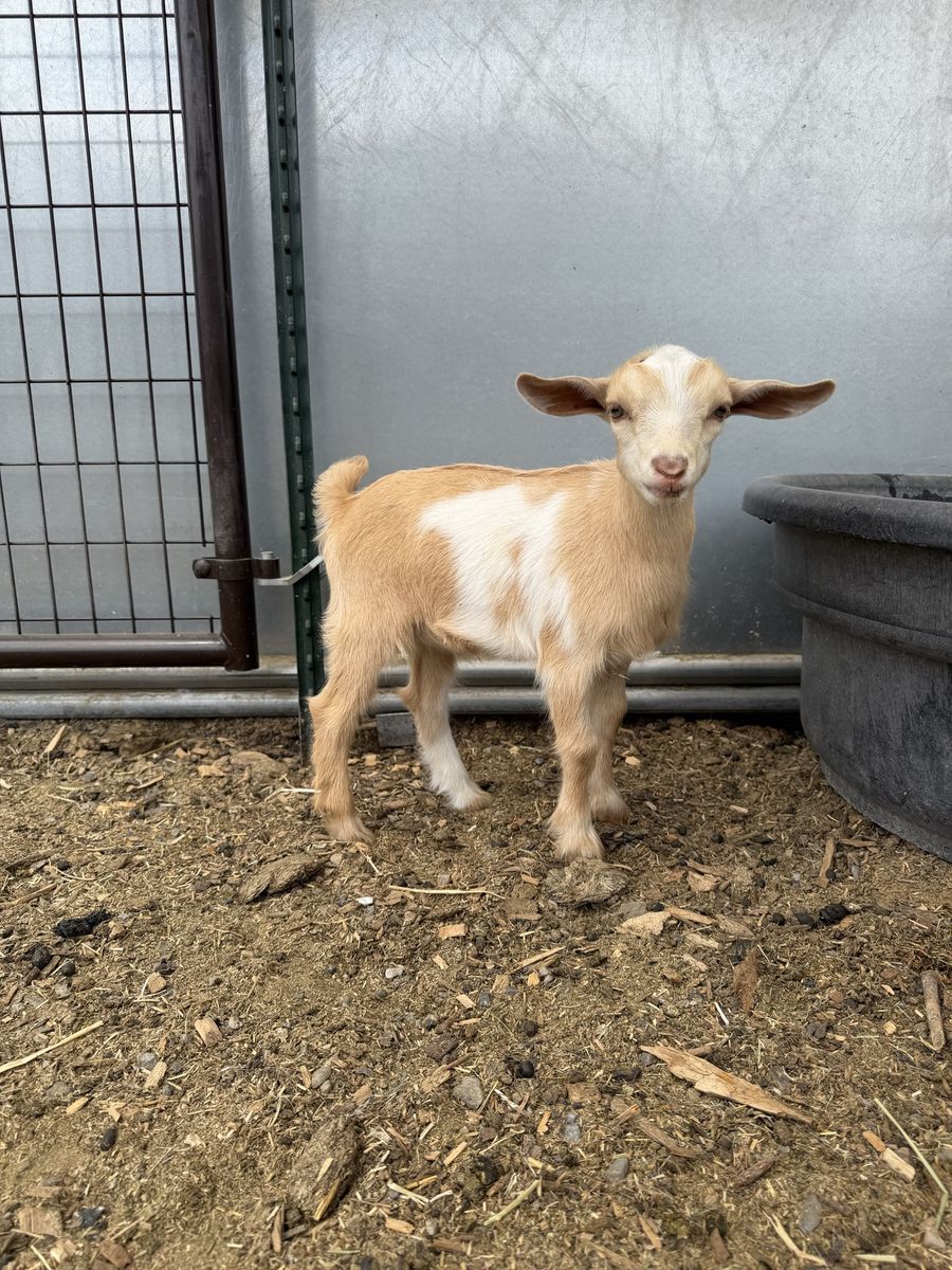 Nigerian Dwarf Bucklings!