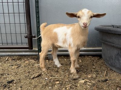 Nigerian Dwarf Bucklings!