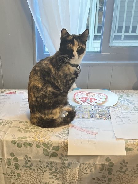 Beautiful kind  Cat - free