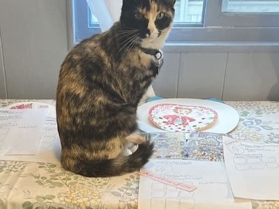 Beautiful kind Cat - free