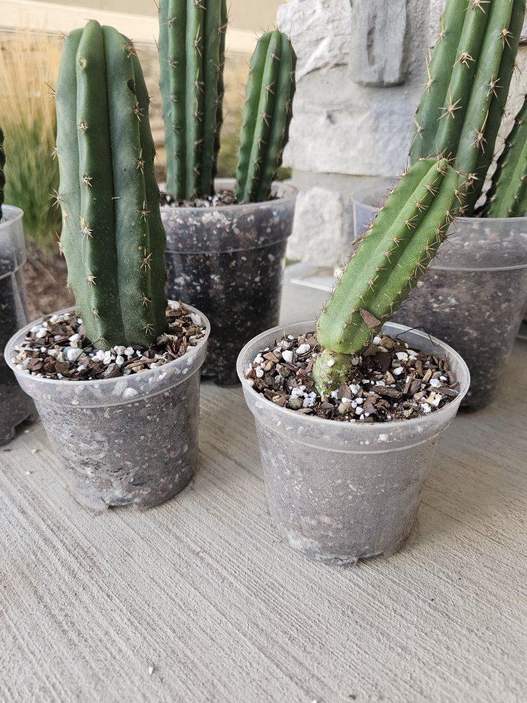 San Pedro Cactus Potted Plants