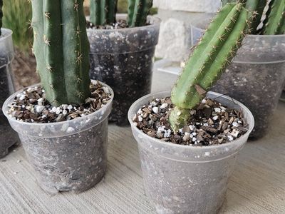San Pedro Cactus Potted Plants