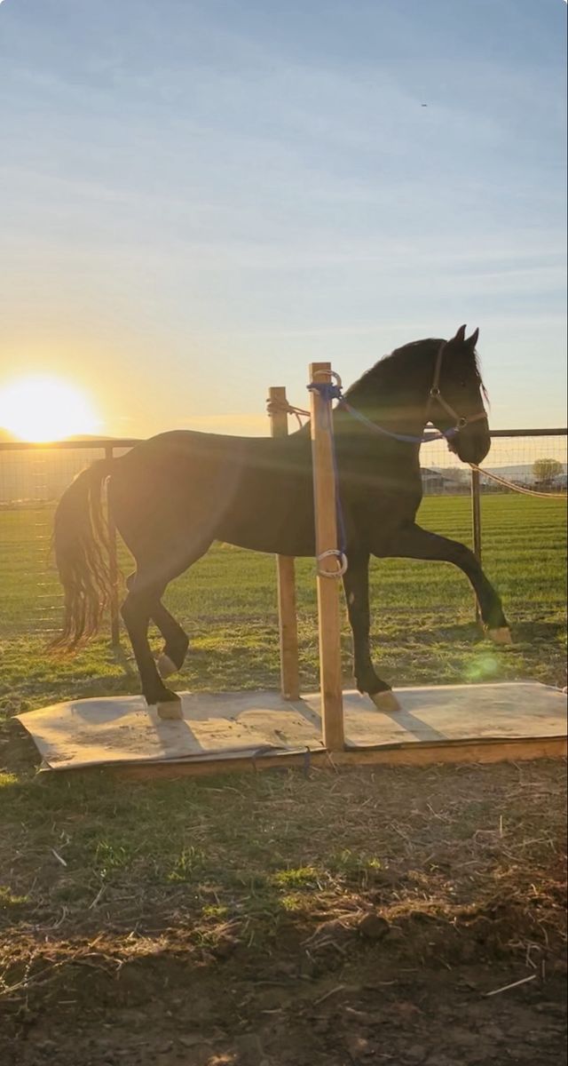 Horse for sale