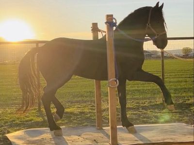 Horse for sale
