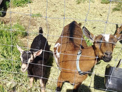 ADGA Nigerian buckling swiss marked