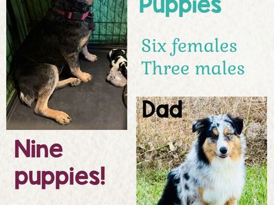 Aussie/Blue Heeler Puppies - 2 Weeks Old