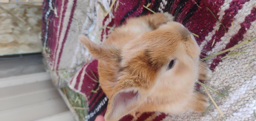 little baby bunnies for sale born Feb 23