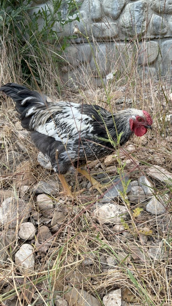 Silver Laced Wyandotte roo