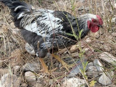 Silver Laced Wyandotte roo