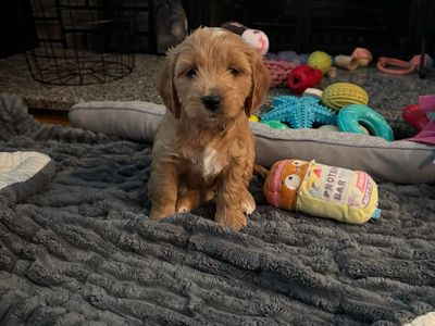 GORGEOUS F2B FEMALE MINI GOLDEN DOODLE PUPPIES!