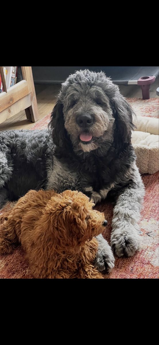 Purebred Newfiedoodle