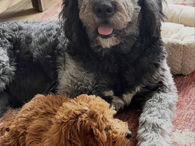 Purebred Newfiedoodle