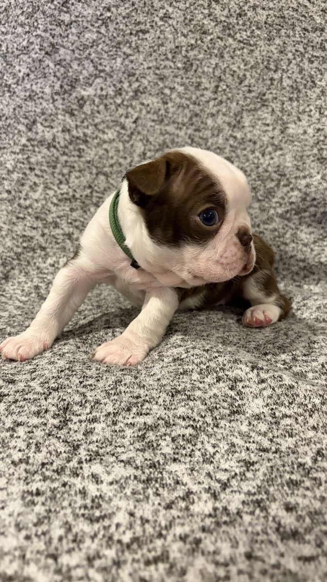 2 Male AKC Boston Terrier Puppies