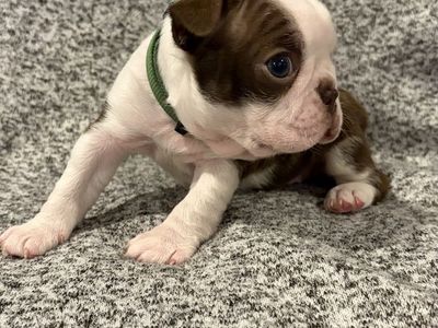 2 Male AKC Boston Terrier Puppies