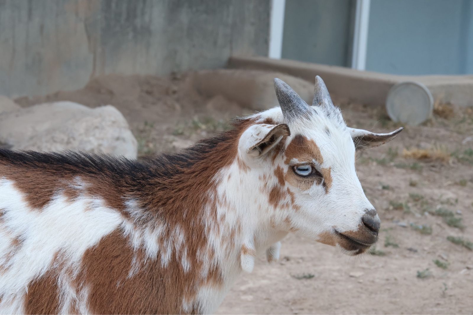 Nigerian Dwarf Buckling/Wether Kids