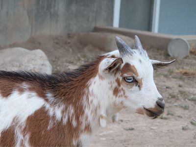 Nigerian Dwarf Buckling/Wether Kids