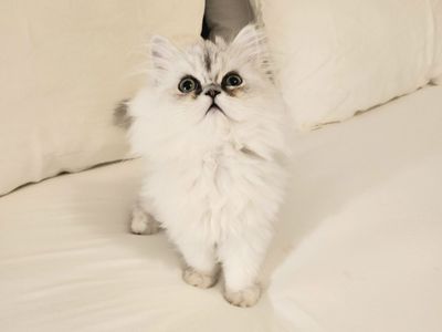 Silver Chinchilla Persian Kittens