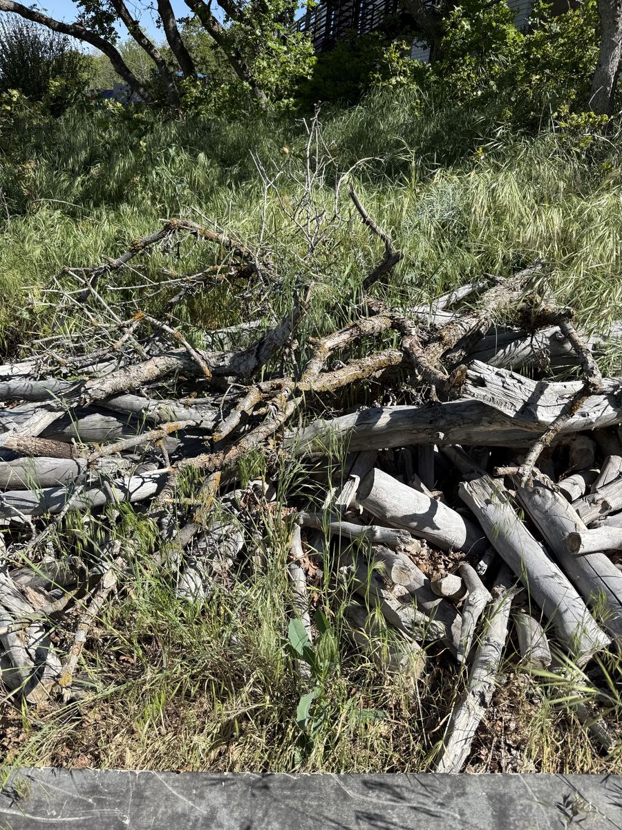 Free firewood