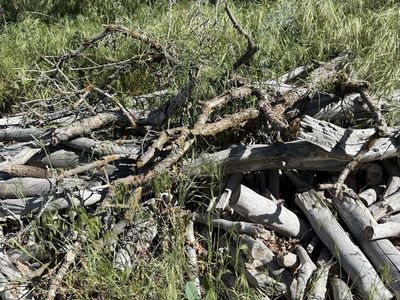 Free firewood