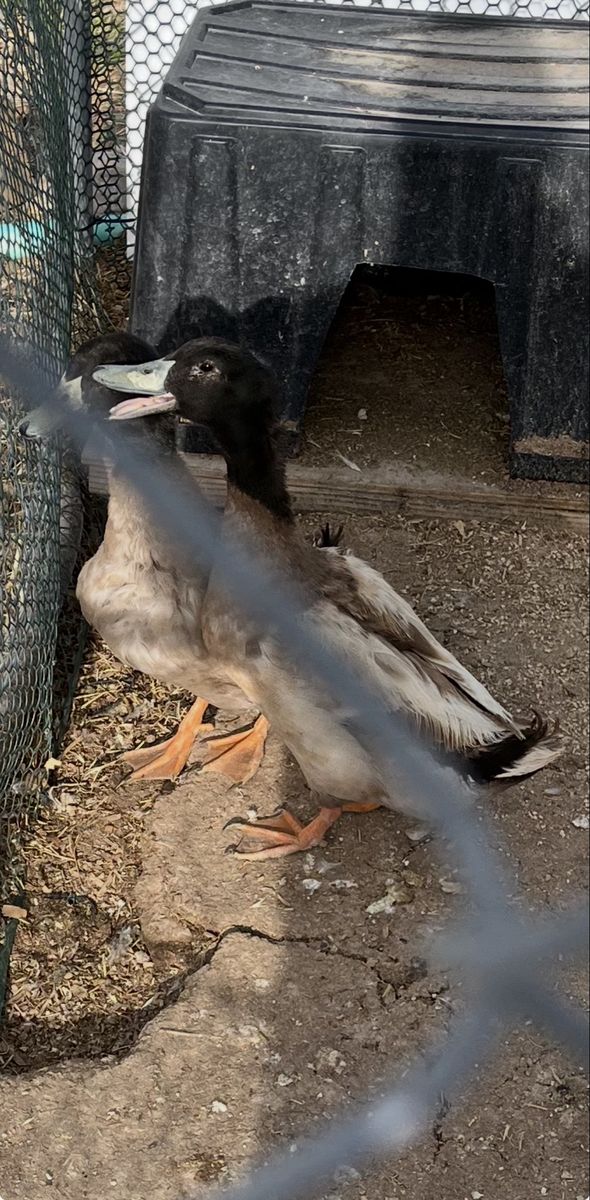 Free Ducks