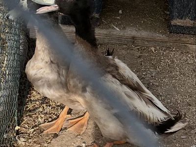 Free Ducks