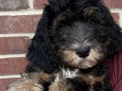 Adorable Ultra Bernedoodle Puppies - Hypoallergenic and Playful. Ready now!