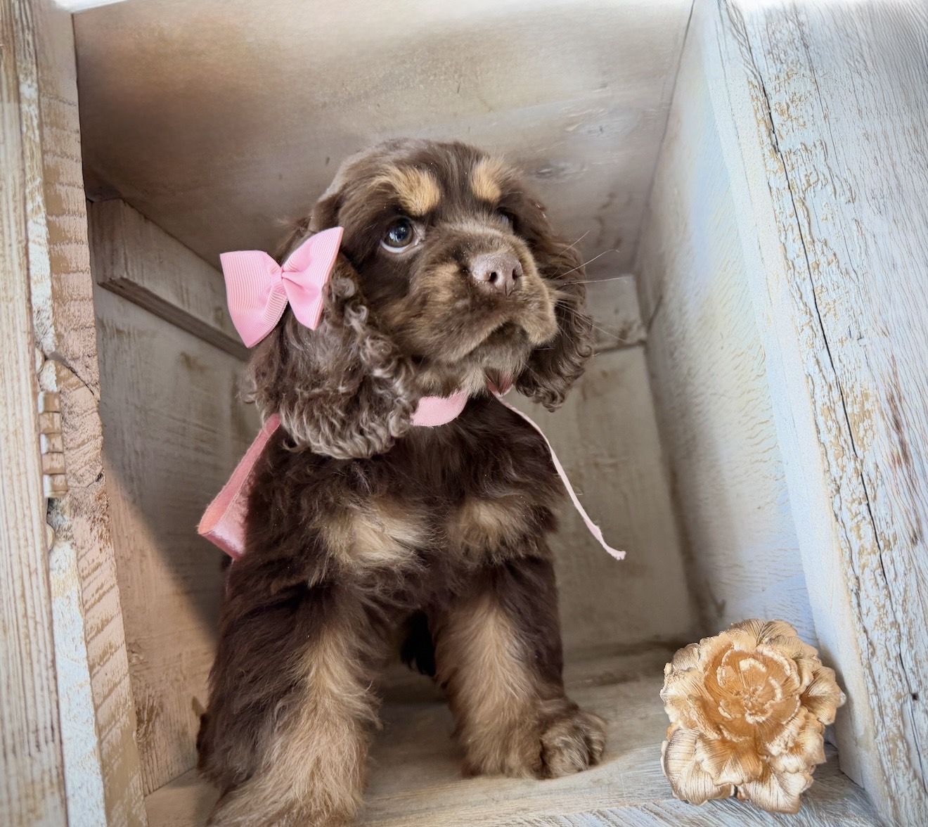 AKC cocker spaniel girl - Champion lines