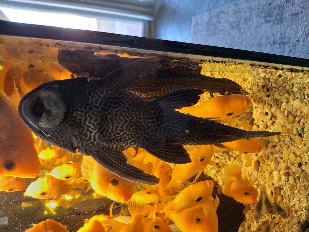 common pleco