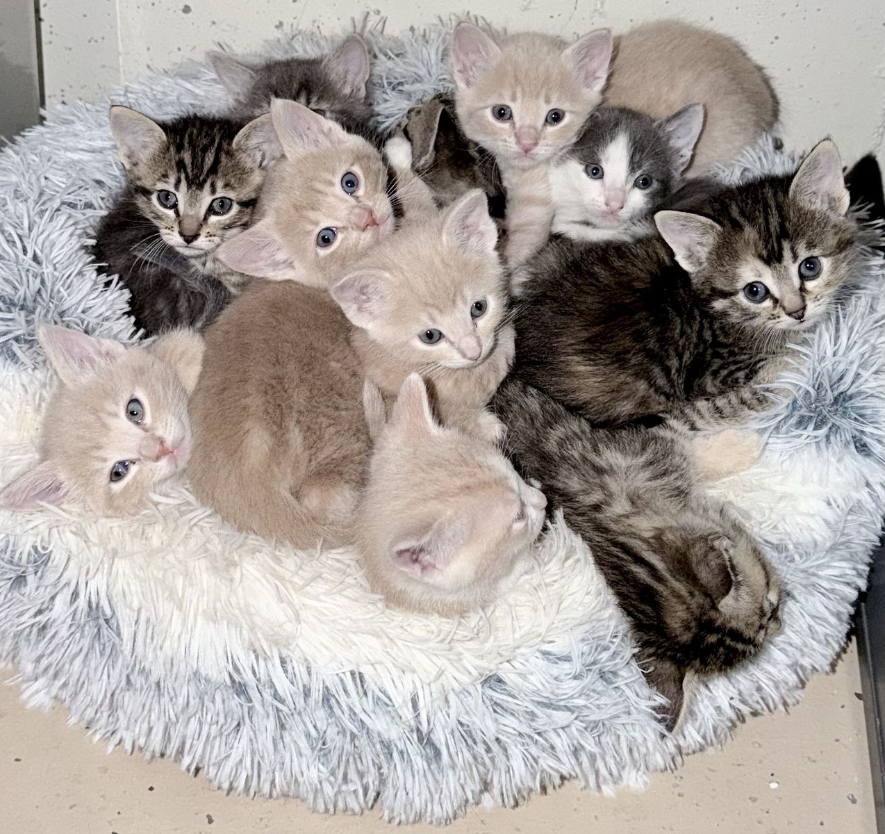 Cute Kittens