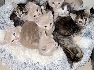 Cute Kittens
