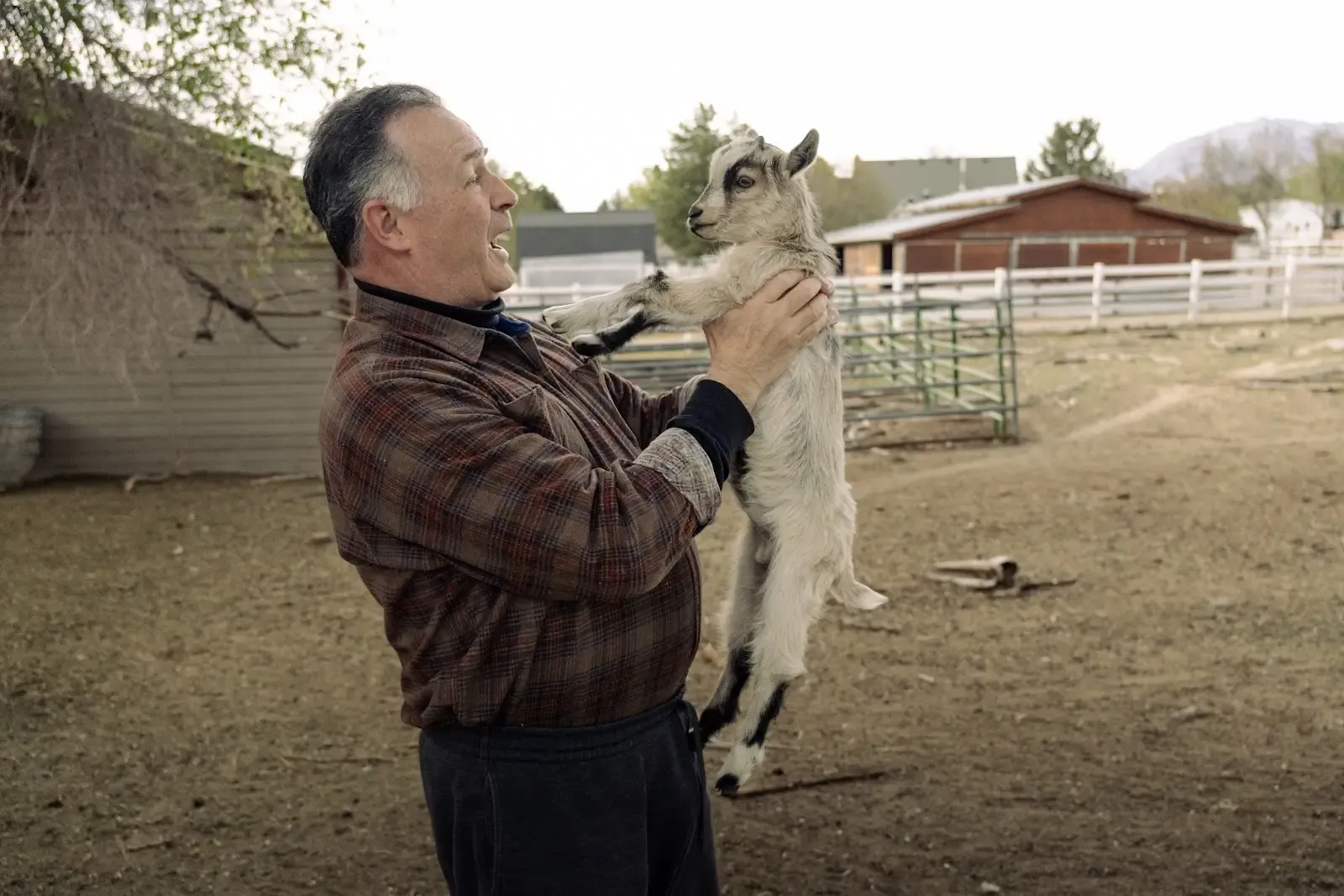 Young Pygmy Goat Male For Sale