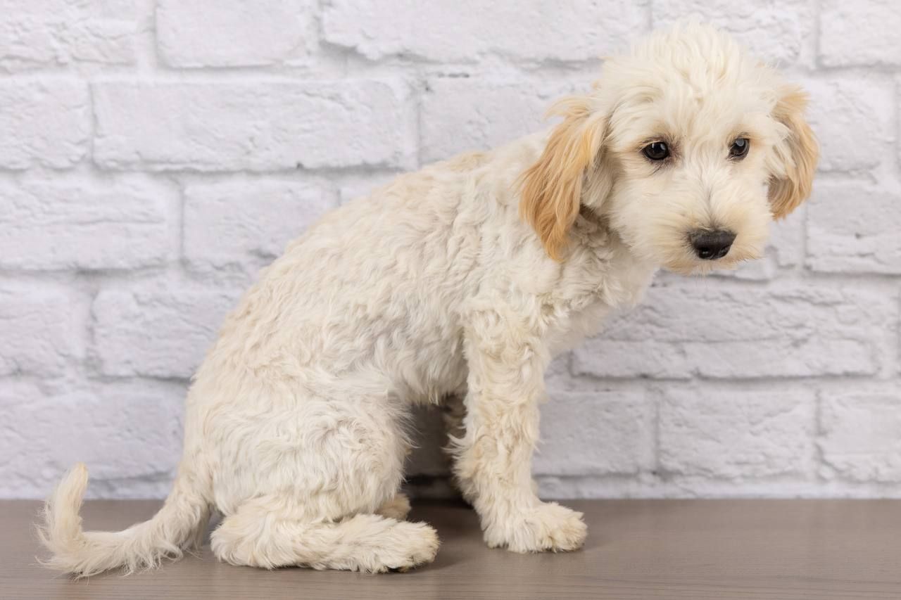 Meet Donald - Maltipoo Puppy Looking for His Forever Home