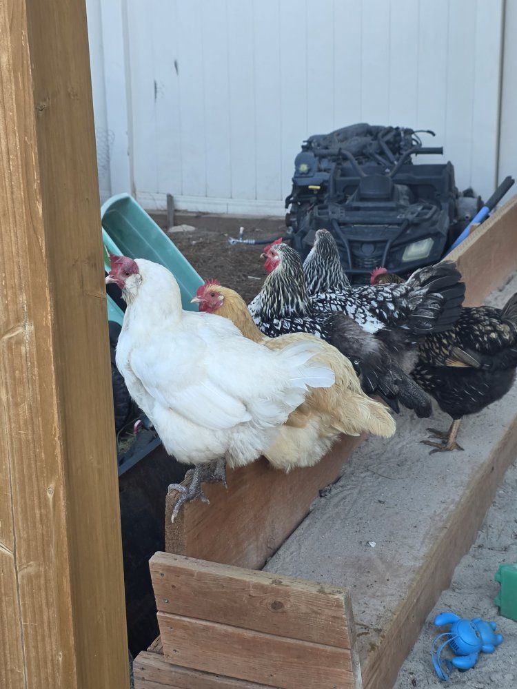 Mixed Flock of Chickens