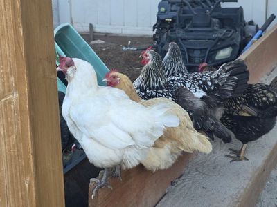 Mixed Flock of Chickens