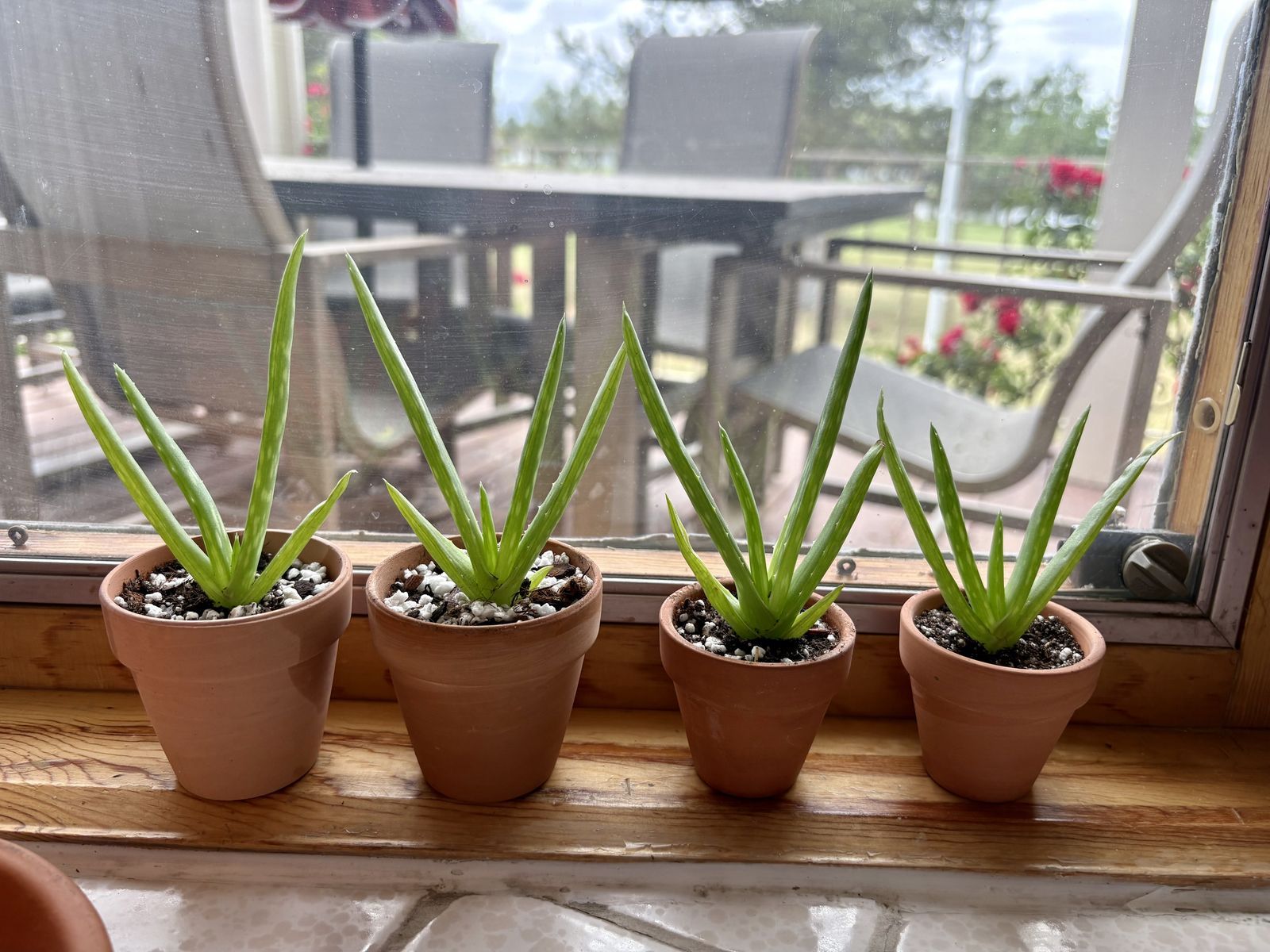 Aloe Vera Pups