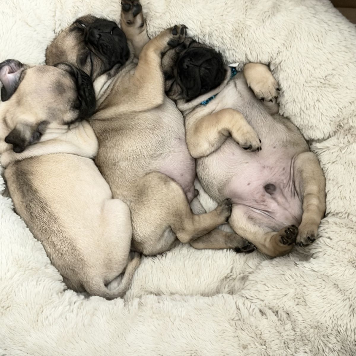 Pug puppies