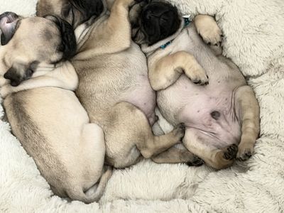 Pug puppies