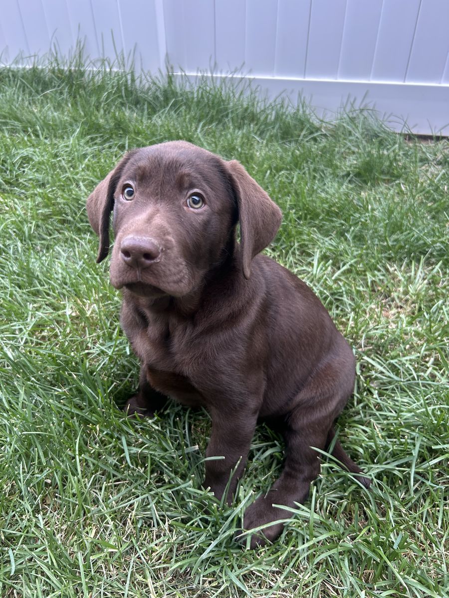 AKC Lab Puppies