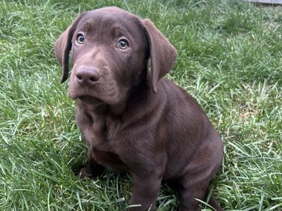AKC Lab Puppies