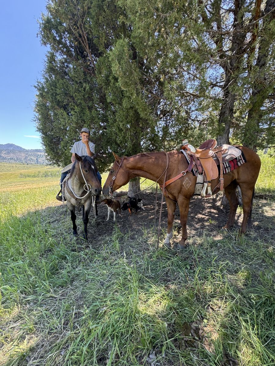 Ranch gelding paper
