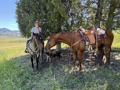 Ranch gelding paper