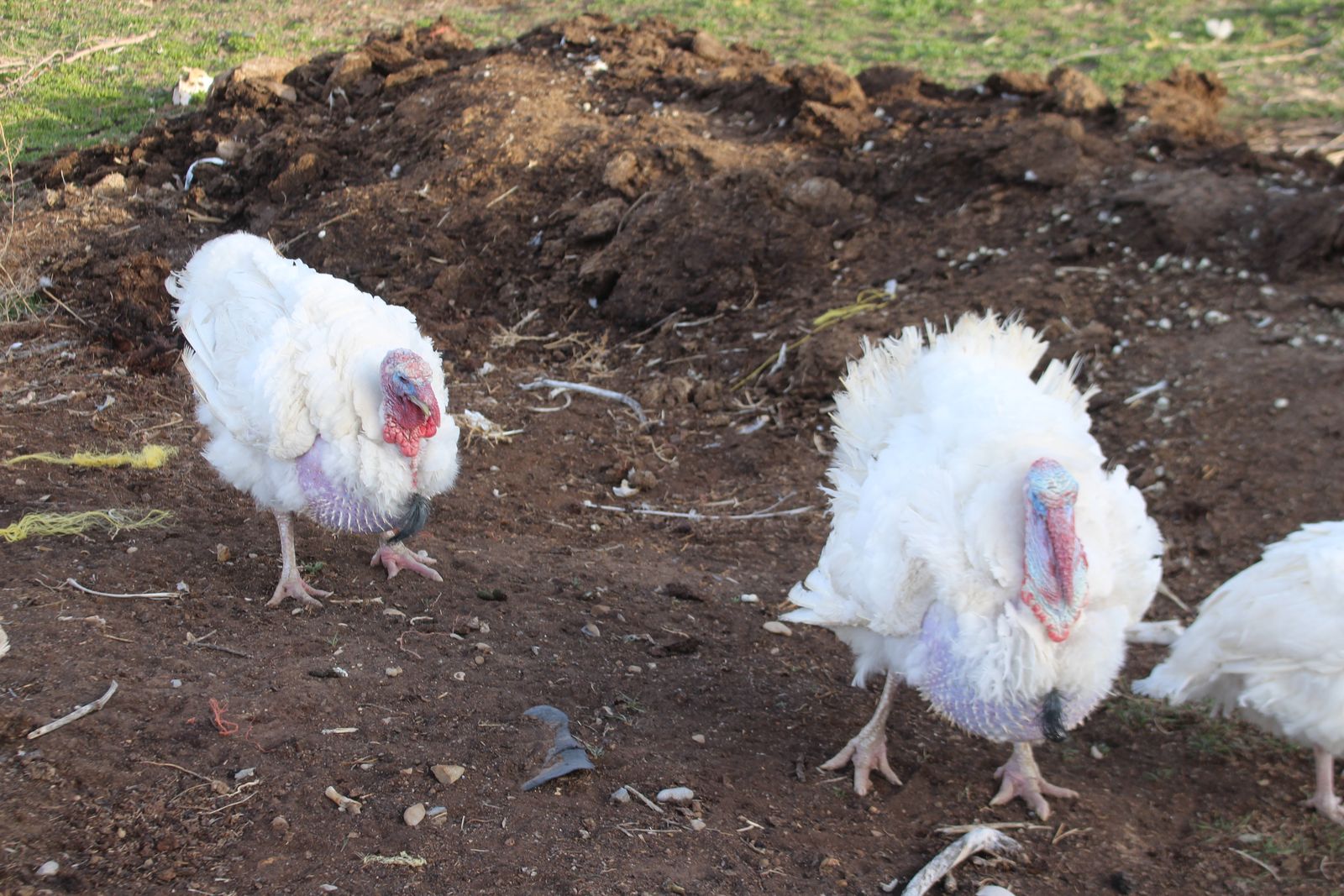 Broadbreasted White Turkeys
