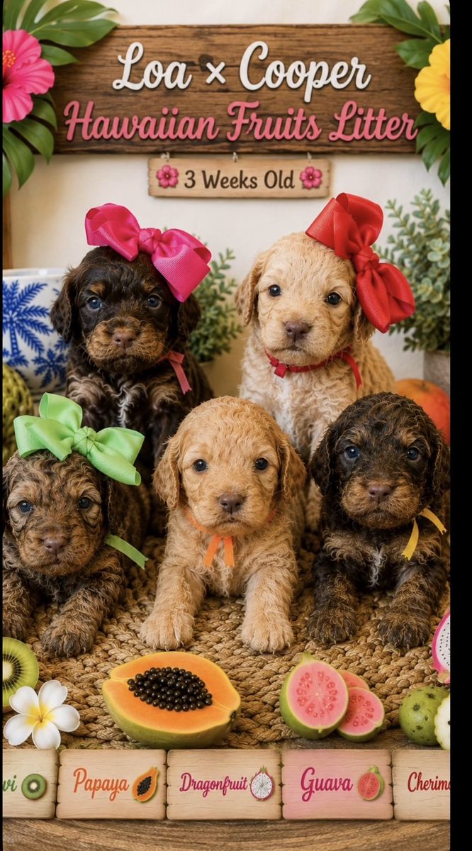 Chocolate/Brown Cavapoo Stud! 12lb and Gorgeous!