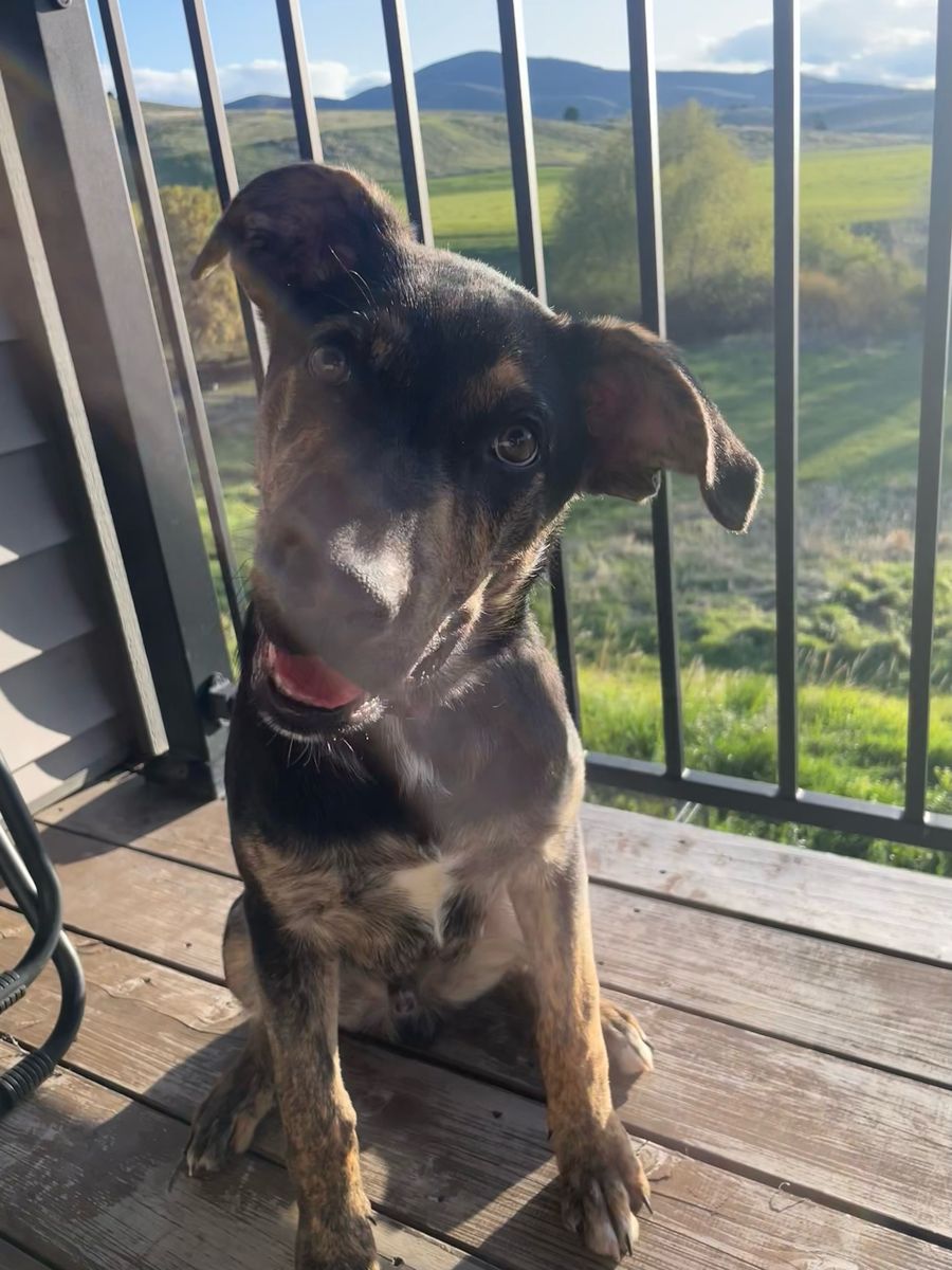 6/mo German shepherd Catahoula leopard dog mix