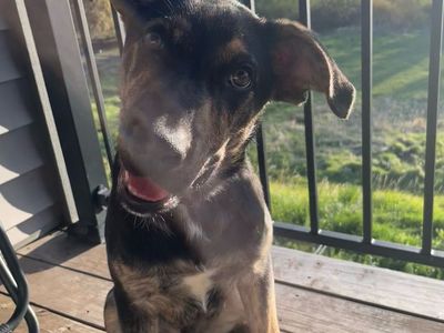 6/mo German shepherd Catahoula leopard dog mix