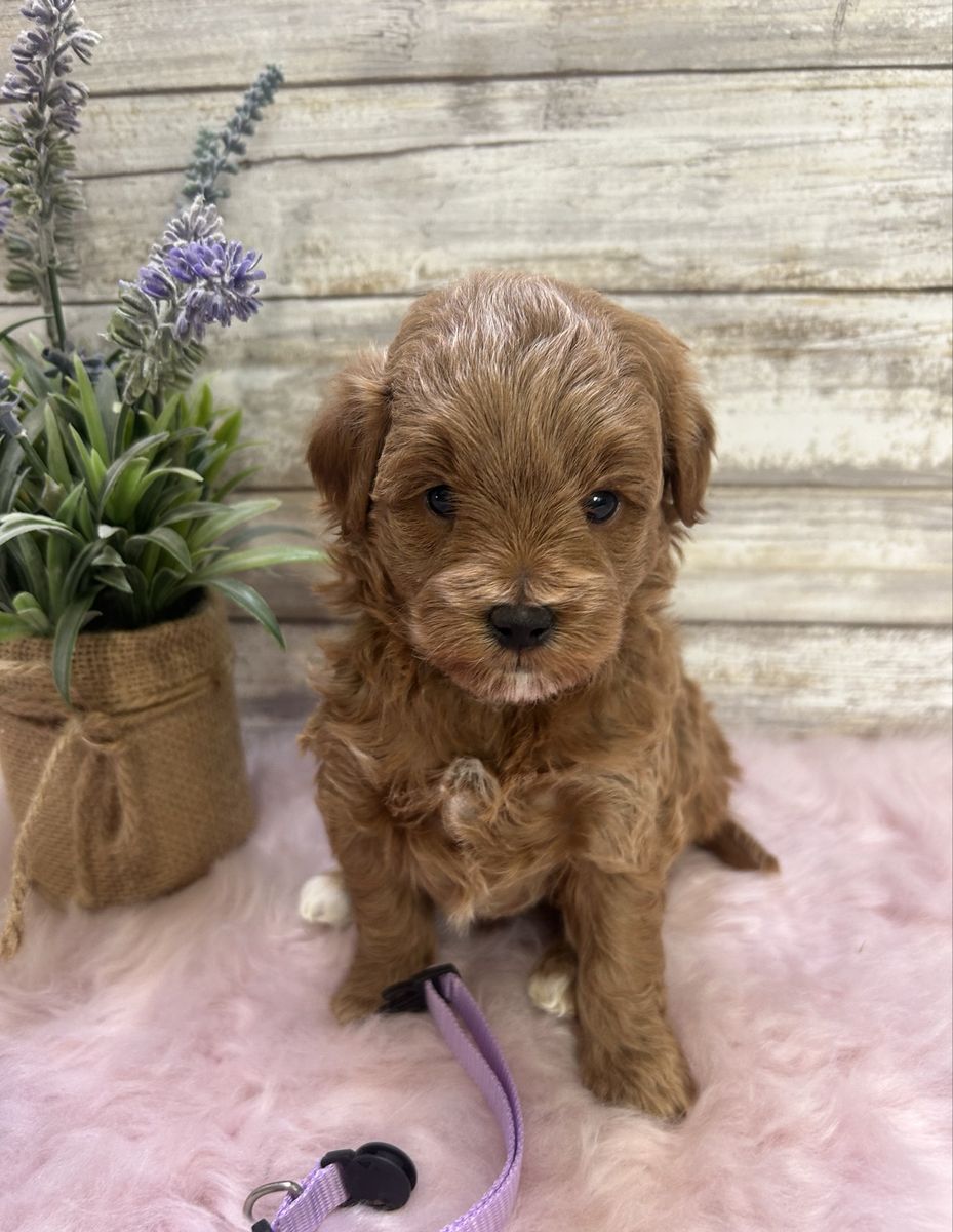 Adorable Tiny Mini Goldendoodles