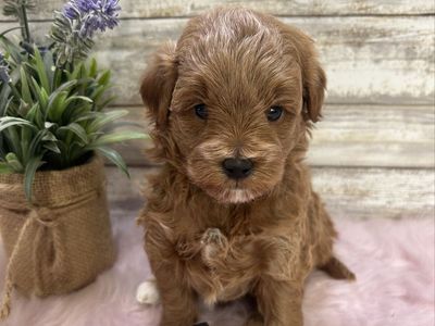 Adorable Tiny Mini Goldendoodles
