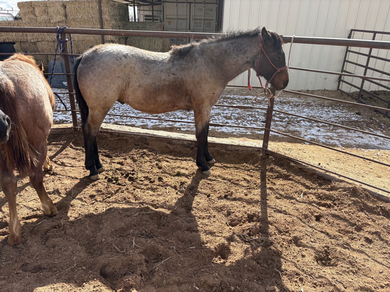 Yearling grade horse colt
