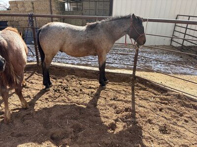 Yearling grade horse colt