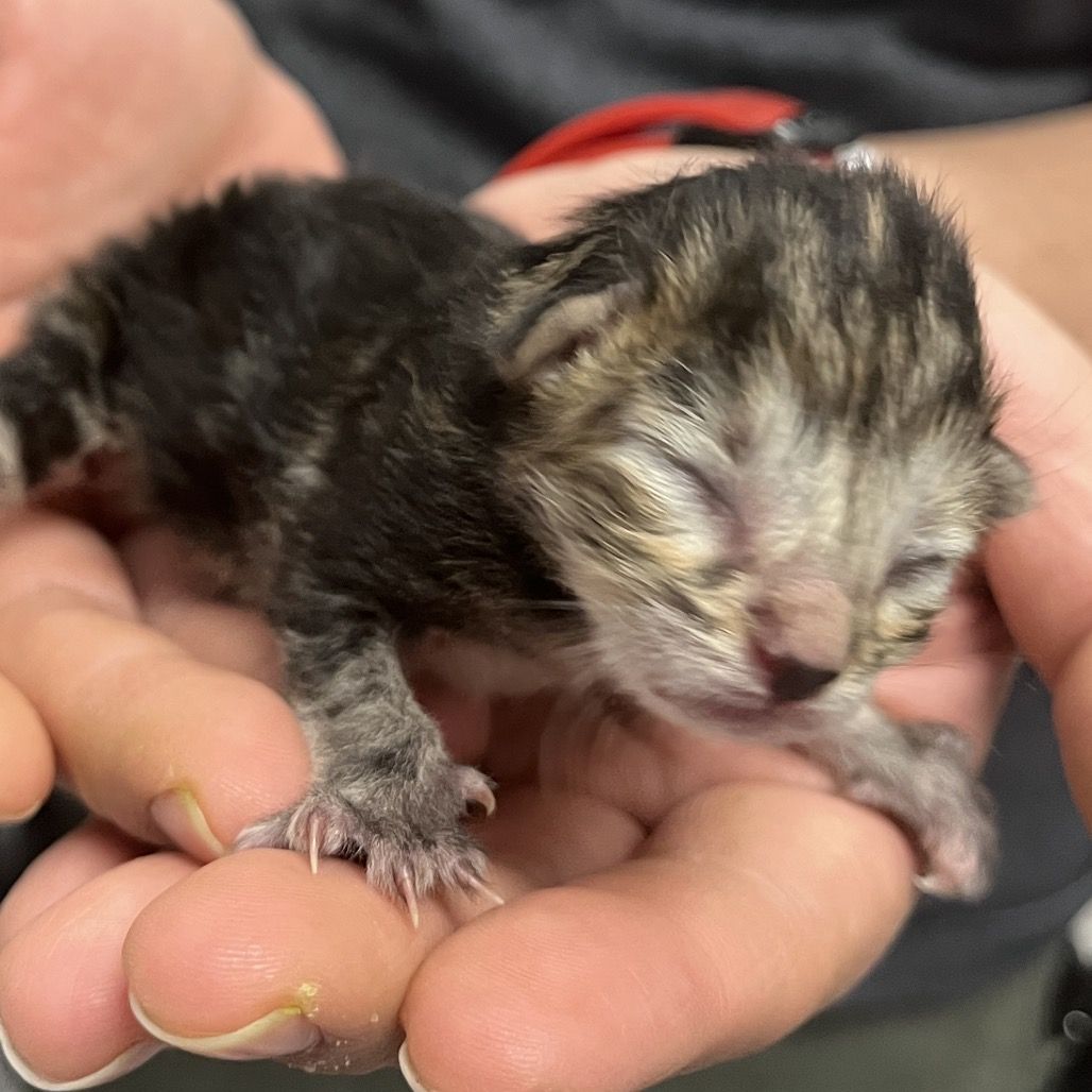 Hello my name is Henderson Kit 2